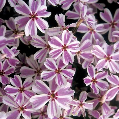 Флокс шиловидный (Phlox subulata `Candy Stripes`)