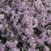 Флокс шиловидный (Phlox subulata `Candy Stripes`) Купить в ТД Гридино