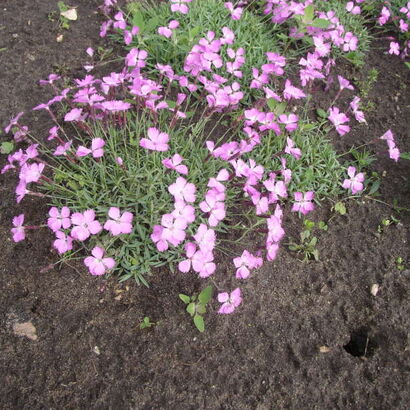 Флокс шиловидный (Phlox subulata) сиреневый С2-С3