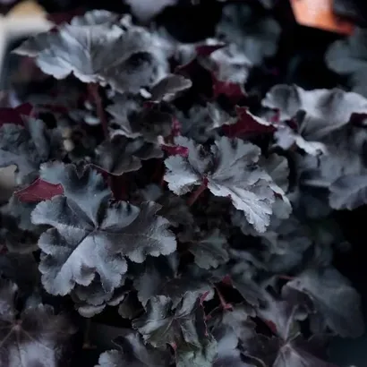 Гейхера (Heuchera `Black Pearl`) C 3