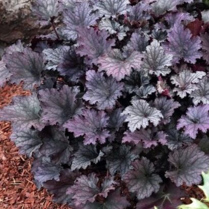 Гейхера (Heuchera `Frosted Violet`)C2-C3