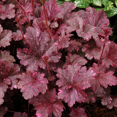 Гейхера (Heuchera `Midnight Rose`)С2-С3