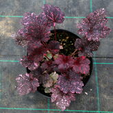 Гейхера (Heuchera `Midnight Rose`) купить в ТД Гридино