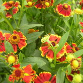 Гелениум осенний (Helenium autumnale `Rotgold`) купить в ТД Гридино