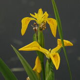 Ирис болотный (Iris pseudacorus) купить в ТД Гридино