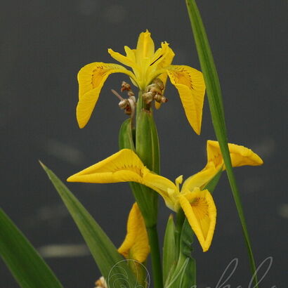 Ирис болотный Вариегата ( Variegata)С2-3