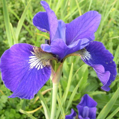 Ирис сибирский (Iris sibirica `Blue King`) С2 - С3