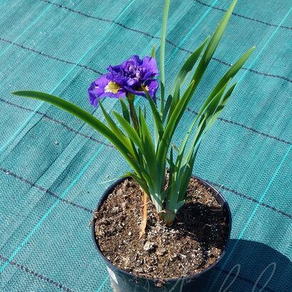 Ирис сибирский (Iris sibirica `Double Standard`)C2-C3