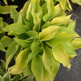 Хоста (Hosta `August Moon` Купить в ТД Гридино