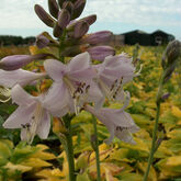 Хоста (Hosta `August Moon` Купить в ТД Гридино