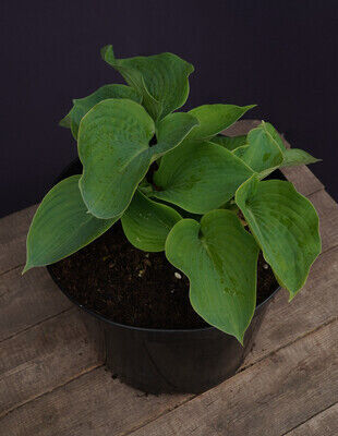 Хоста (Hosta `Devon Green`) C3