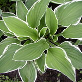 Хоста (Hosta `Francee`) Купить в ТД Гридино