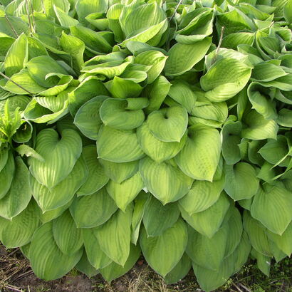 Хоста (Hosta `Guacamole`)