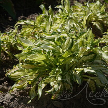 Хоста (Hosta `Kiwi Spearmint`) C3