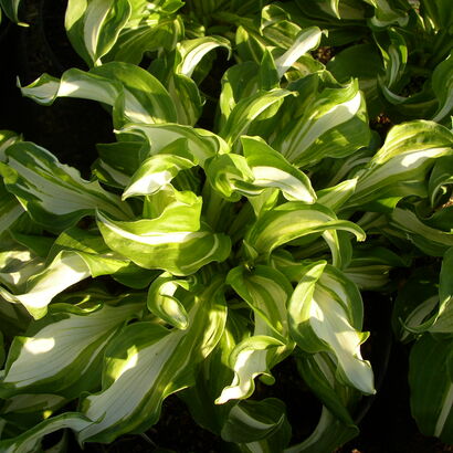 Хоста (Hosta `Mediovariegata`)