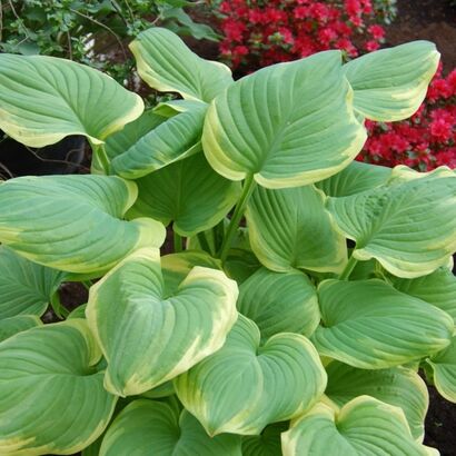 Хоста (Hosta `Tropicana) C2-C3