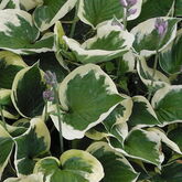 Хоста (Hosta `Twilight`)"Купить в ТД Гридино