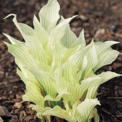 Хоста (Hosta `White Feather) C3