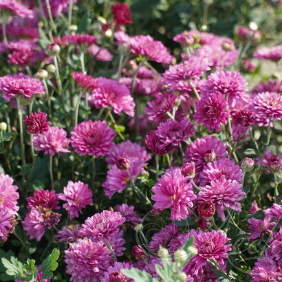 Хризантема (Chrysanthemum `розовая`) С3