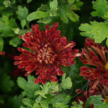 Хризантема (Chrysanthemum `Вересневый бисер`)