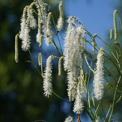 Кровохлебка тонколистная (Sanguisorba tenuifolia `Alba`) С2- С3