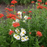 Лихнис халцедонский (Lychnis chalcedonica)С2-С3 купить в ТД Гридино