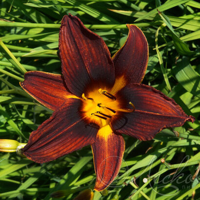 Лилейник гибридный (Hemerocallis `Black Prince`) С 2-3