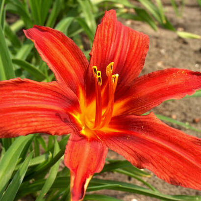 Лилейник гибридный (Hemerocallis `Crimson Pirate`) С2- С3