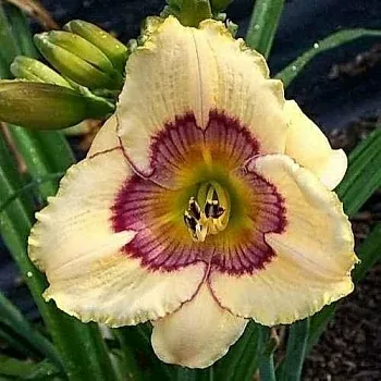 Лилейник гибридный (Hemerocallis `Rainbow Candy ` С2 - С3