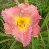 Лилейник гибридный (Hemerocallis `Strawberry Fields Forever` купить в ТД Гридино