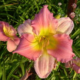 Лилейник гибридный (Hemerocallis `Strawberry Fields Forever` купить в ТД Гридино