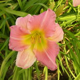 Лилейник гибридный (Hemerocallis `Strawberry Fields Forever` купить в ТД Гридино