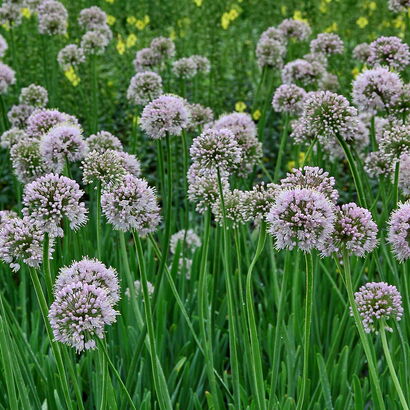 Лук поникающий (слизун) (Allium nutans) С2 - С3