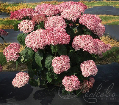 Гортензия древовидная Свит Аннабель (Sweet Annabelle) С 10