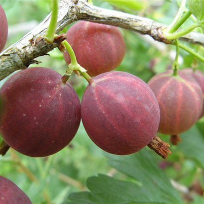 Крыжовник Славный С5