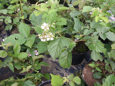 Княженика обыкновенная (Rubus arcticus) С3