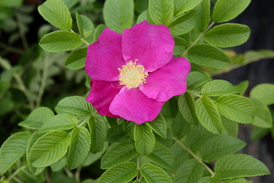 Роза морщинистая (Rosa rugosa) ,С3