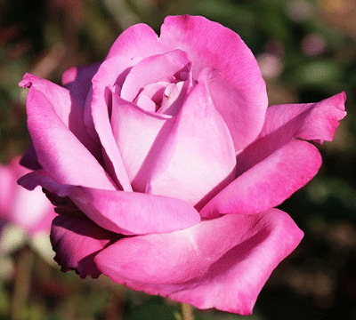 Роза чайно-гибридная " Блувер"