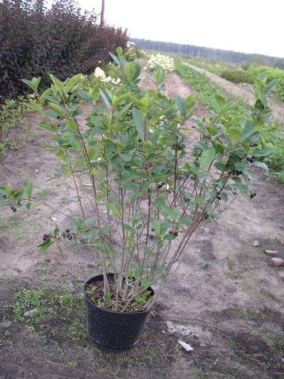Рябина черноплодная (Аronia melanocarpa),С5