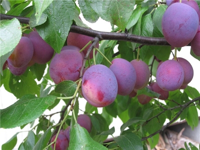 Слива привитая (Prunus domestica `Величавая`)