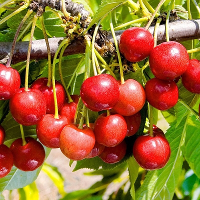 Черешня сортовая (Prunus avium `Красная Горка`)