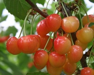 Черешня сортовая (Prunus avium `Розовый жемчуг`)