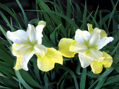 Ирис сибирский (Iris sibirica `Butter and Sugar`) С2-С3