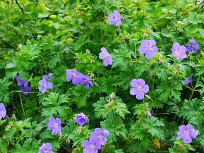 Герань гималайская (Geranium himalayense 'Baby Blue`)