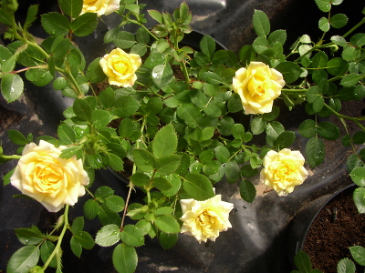 Роза почвопокровная Еллоу Фейри (Yellow Fairy)