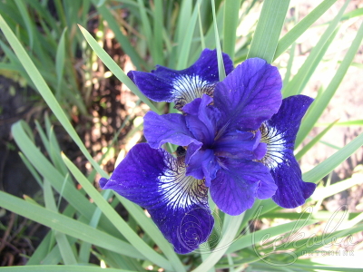 Ирис сибирский (Iris sibirica `Ruffled Plus`) С2 - С3
