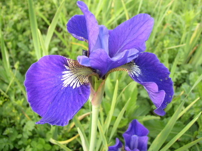 Ирис сибирский (Iris sibirica `Blue King`) С2 - С3
