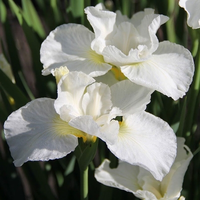 Ирис сибирский (Iris sibirica `Gull`s Wing`) С2-С3