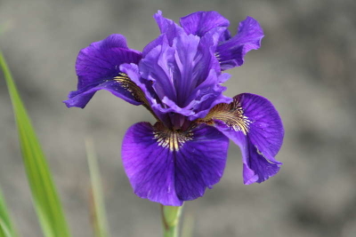 Ирис сибирский (Iris sibirica `Ruffled Velvet`) С3