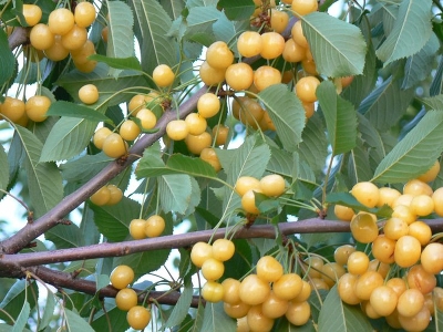 Черешня сортовая (Prunus avium `Ленинградская желтая`)